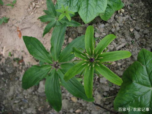 七叶一枝花种子播种时如何确保种子发芽率和生长速度