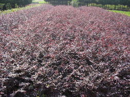 红花继木种植：支撑材料的选择与肥料施用