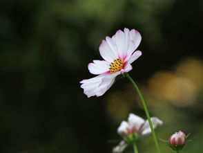 昙花：神秘的美