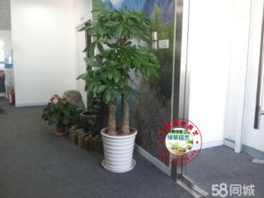 探寻那抹绿意：室内绿植的魅力