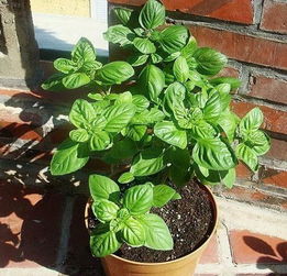 二、 哪些植物既美观又好养