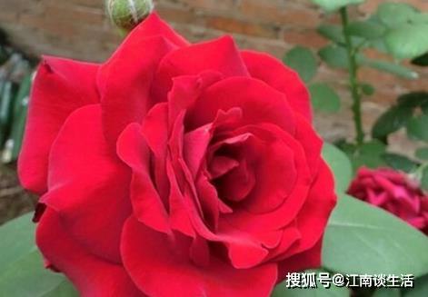 开花频率：猩红剪影月季的花期秘密