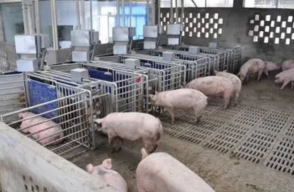 RFID猪场智能管理系统，精准养殖