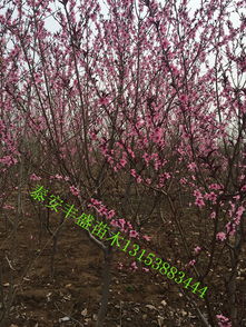 紫叶碧桃与红叶碧桃：两种植物的神秘面纱