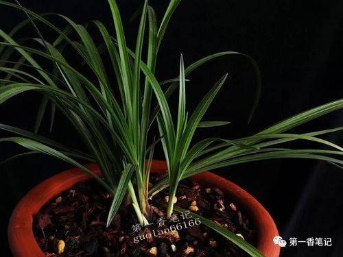 兰花病虫害防治策略