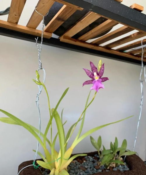 无尽夏花茎柔弱，为何轻易断裂