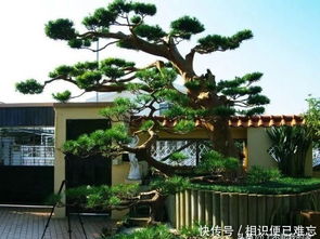 主景和副景有啥不一样呢？