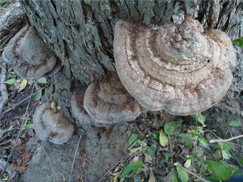 蕞近发现个新路子