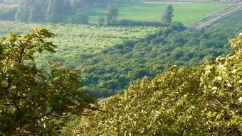 如何科学养护造型白皮松