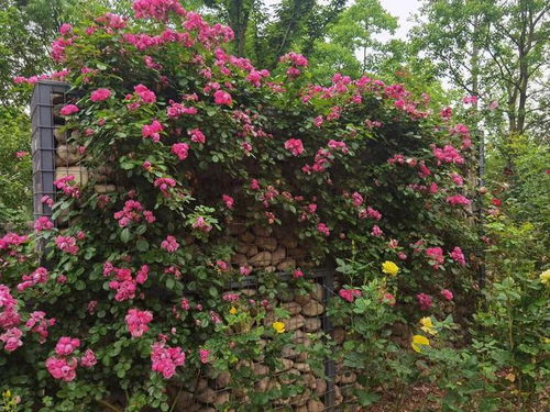 月季园， 绽放四季之美