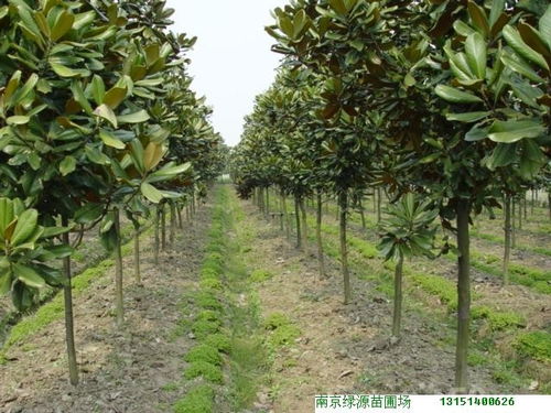 土壤问题，还是病虫害？