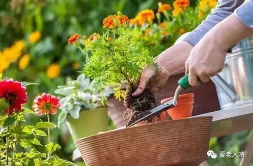 技巧园艺造型教程：园艺爱好者的必备指南