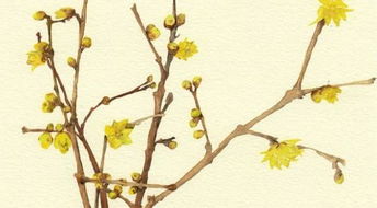 腊梅种植位置的重要性