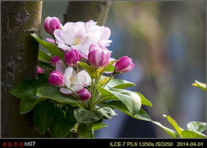 西府海棠：那些你不知道的秘密