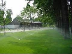 庭院矮株植物大盘点