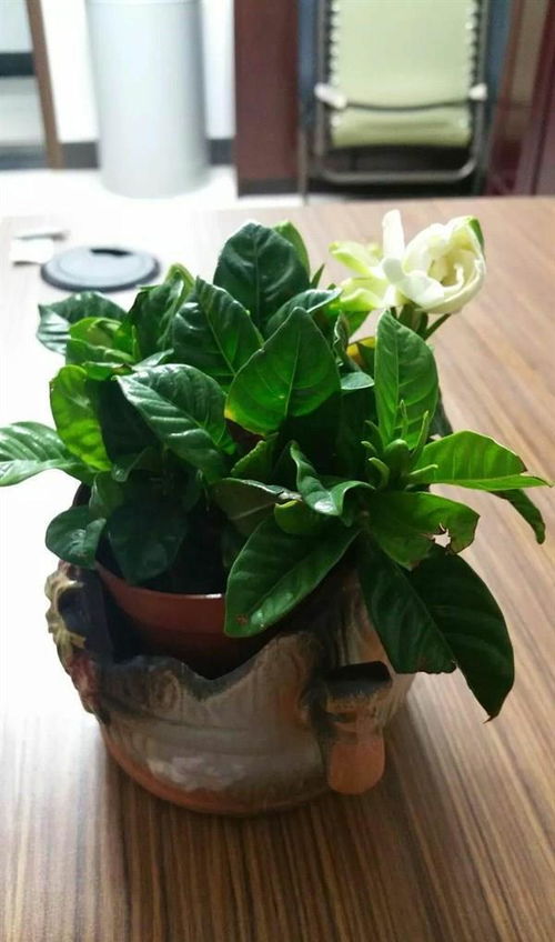 栀子花的魔力，你知道吗？