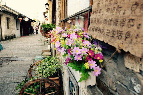 小巷花语：种啥花既好kan又好养