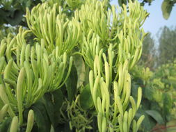 金银花树苗：观赏与食用， 两全其美