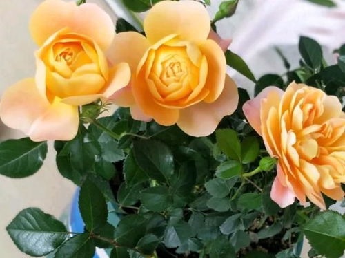 月季花开爆盆，夏季养护秘籍大公开！