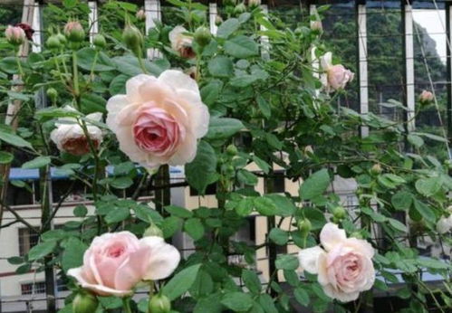 花中皇后耐晒典范