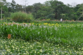 新疆那嘎达种荷花怎么样