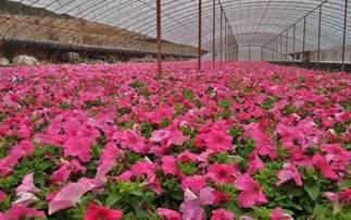 三、 特色苗木品种推荐