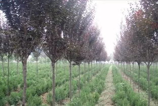 紫叶碧桃种植的黄金时机