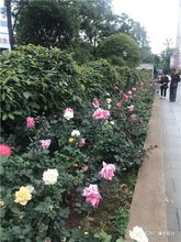 选择哪种花梗适合我的花园呢？