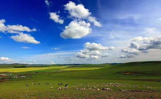 特有豆科， 草原的神奇