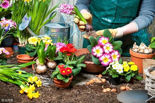 第三种花卉推荐：向日葵