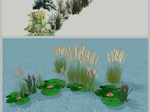 水边芦苇，风中摇曳