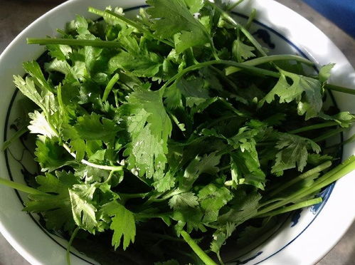 室内香菜冬天怎么养殖？保持温暖湿润是关键