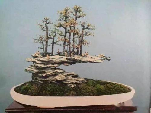 细叶榕盆景养护，掌握技巧