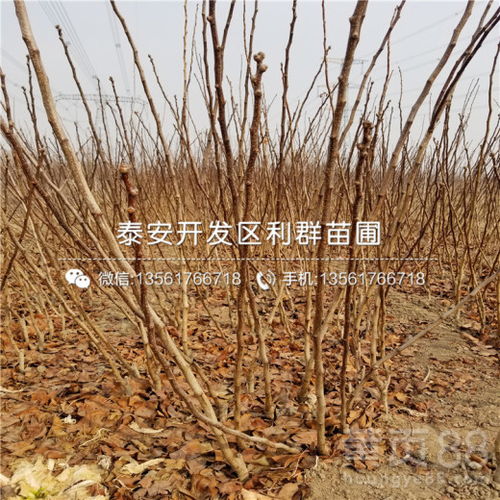 一亩地嫩种多少棵石菖蒲？1平方米嫩种几棵青竹？揭秘种植奥秘！