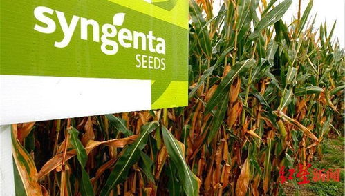 麦甜先正达麦甜伴侣一亩多少钱？揭秘价格之谜