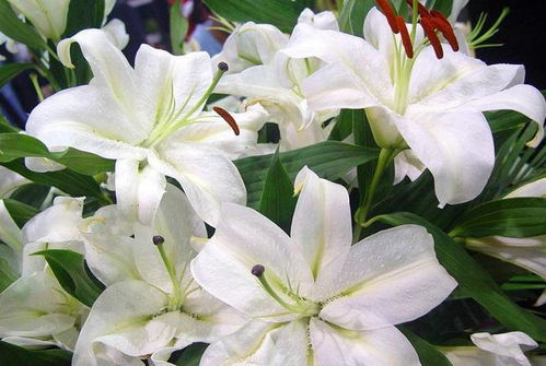 切花百合黄叶了怎么办？如何挽救