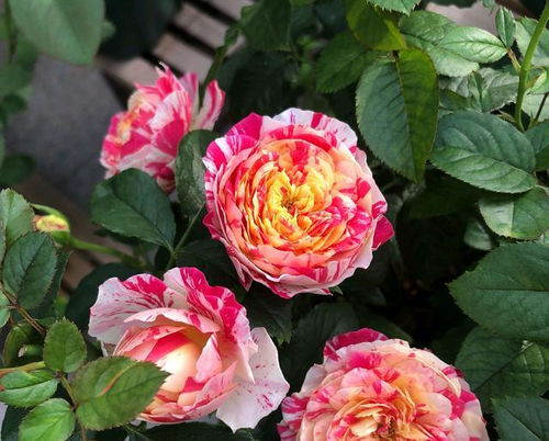 月季花盆栽怎么养