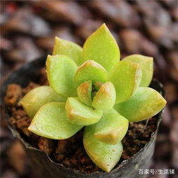 特殊案例：虹之玉打造“多肉瀑布”