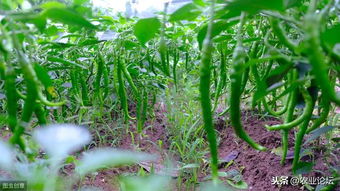 哪种有机肥料对蔬菜生长最好？蔬菜肥料如何科学施肥以达到最佳效果？