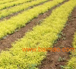 随遇而安的个性