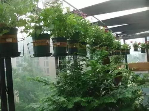 北方露天花园年年补苗，选用这6种多年生草本植物，嫩省下2.3万，存活率如何？