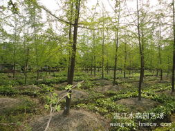 温江区万春镇苗木集散地