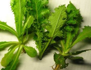 紫花苦菜，那可是好东西