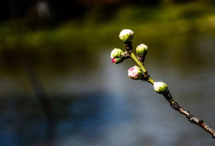 古诗词中的植物意象：芳华五十韵里的情感与哲理