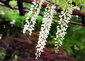 紫藤花盛开之谜