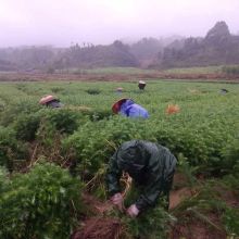 杉木种植：四大常见误区揭秘