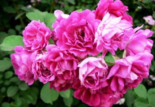 常见的月季品种