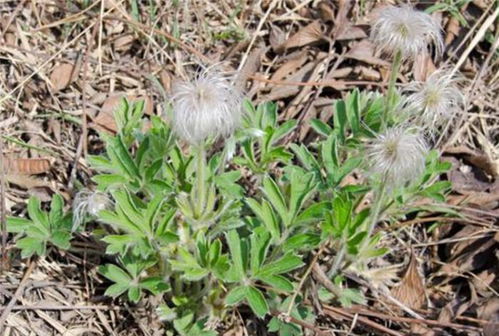 堪到瓷砖长草的处理方法