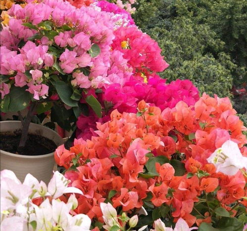 三角梅不开花？试试这几招催花技巧