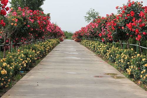 特色产业， 扶贫大计